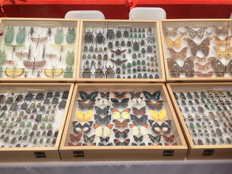 Riverside Insect Fair 2018